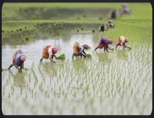 Boro cultivation in Dumuria opens up new possibilities in agriculture
