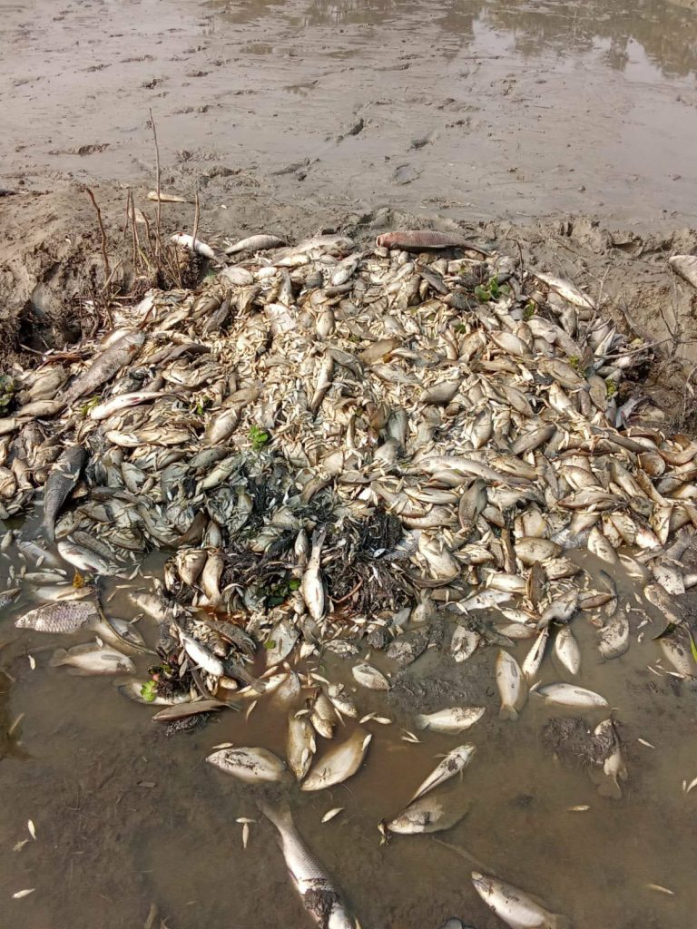 Fish killed by poisoning in fish pond in Lakshmipur, damage estimated at around Tk 2 million