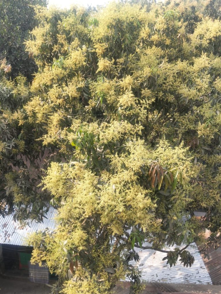 Golden buds are now peeking out from the branches of mango trees across Tanor.