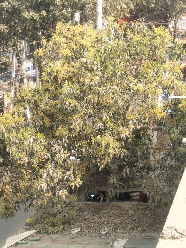 Golden buds are now peeking out from the branches of mango trees across Tanor.