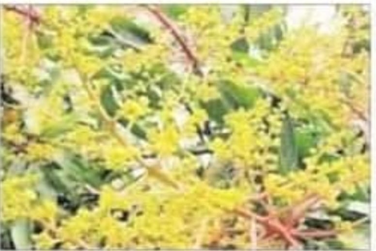 Mango blossoms in Dumuria, the scent of honey in the air